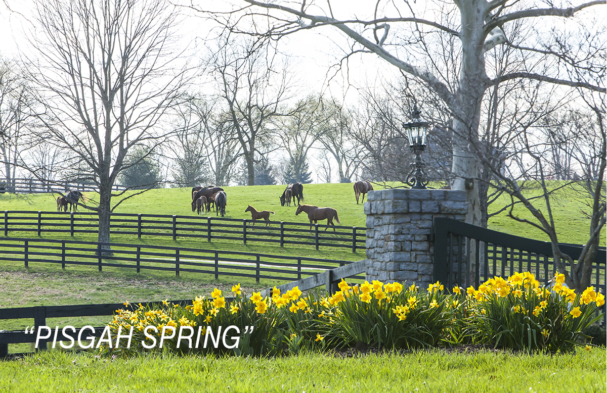 PISGAH SPRING