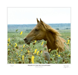 Mare in the Sunflowers