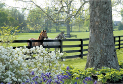The Glory of Kentucky