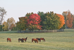 Fall Foliage
