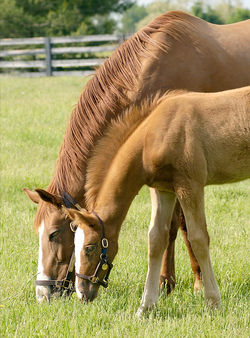 Grazing Together