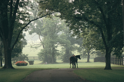 Kentucky Morning Turnout