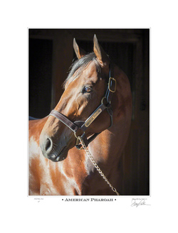 American Pharoah - Triple Crown Winner