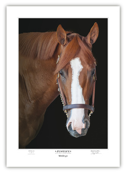 JUSTIFY - Triple Crown Winner