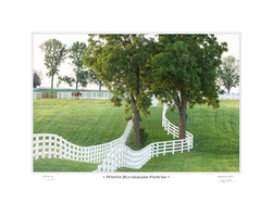 White Bluegrass Fences