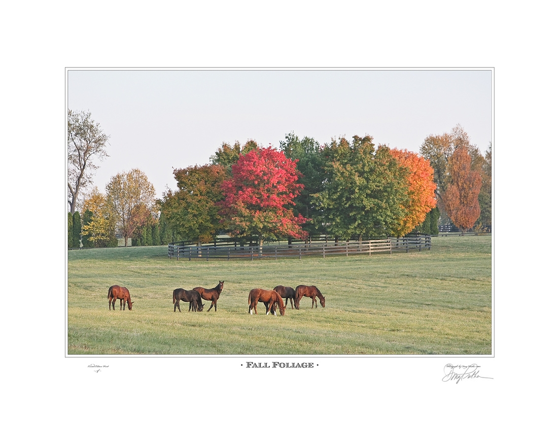 Fall Foliage