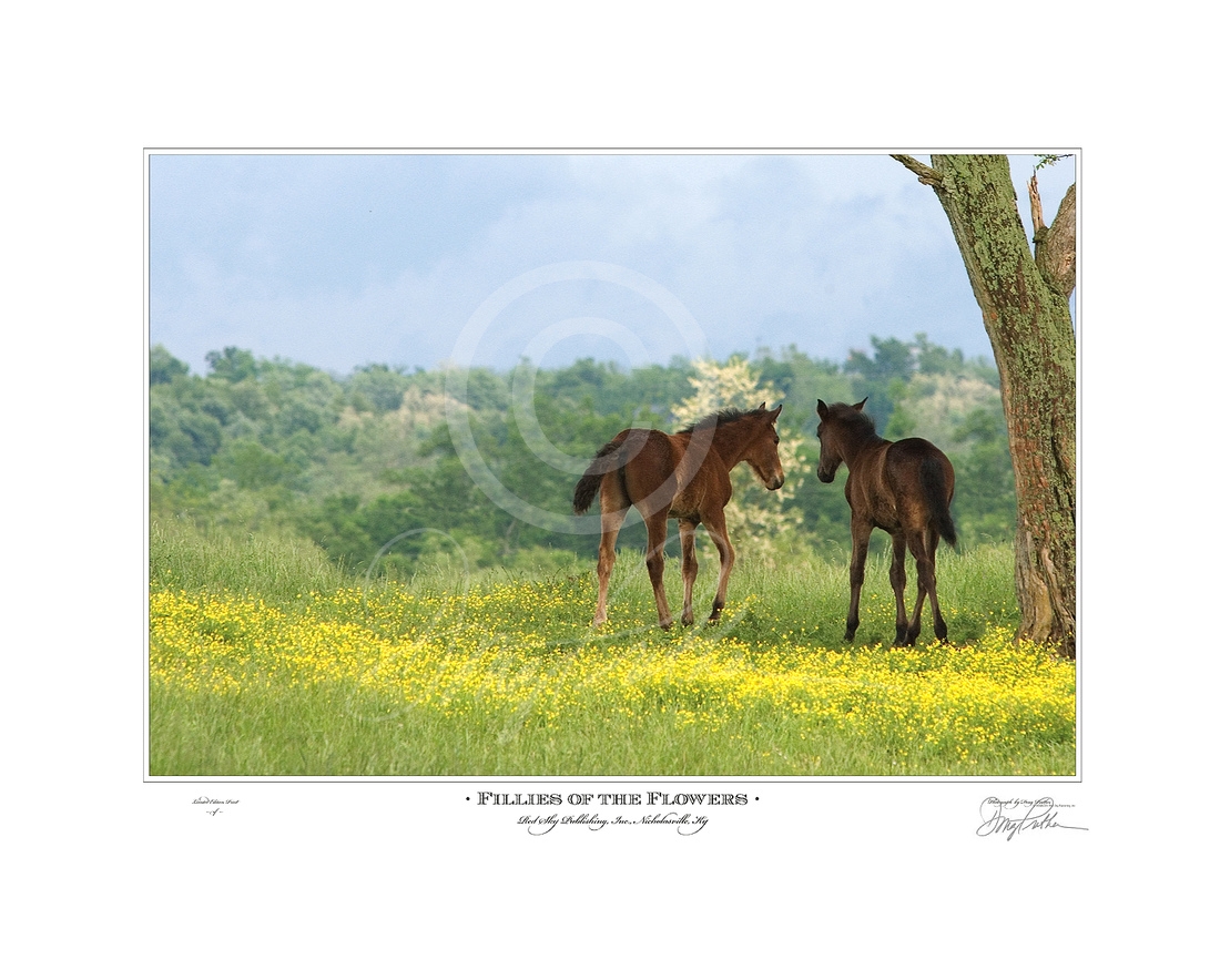 Fillies Of The Flowers