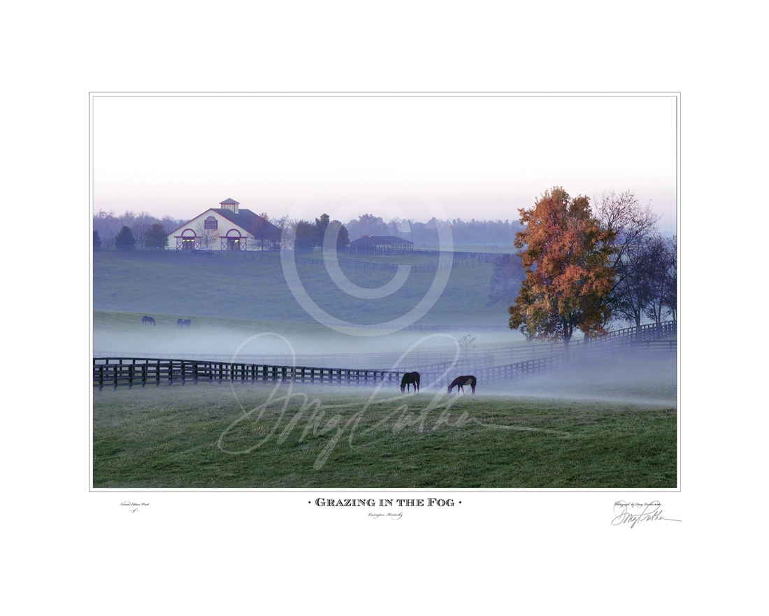 Grazing In The Fog