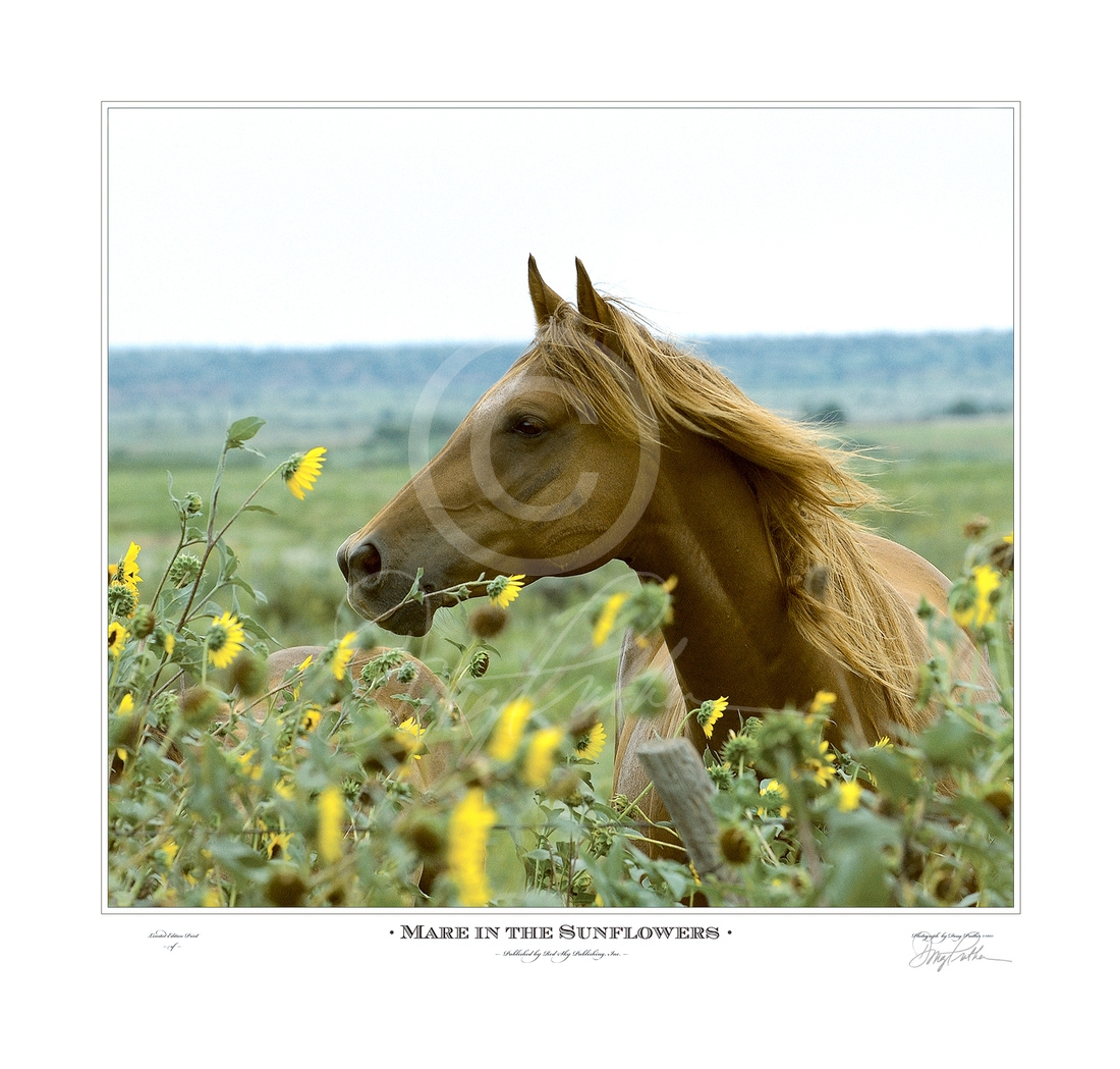Mare in the Sunflowers