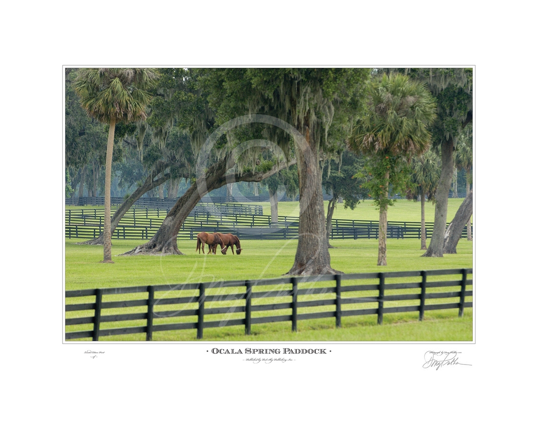 Ocala Spring Paddock