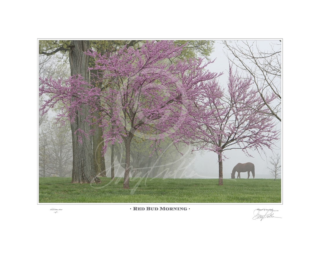 Red Bud Morning