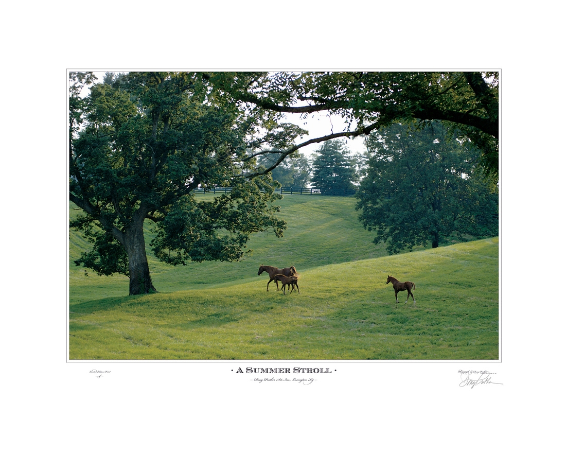 A Thoroughbred mare and two foals stroll on a late summer afternoon in a rolling lush Bluegrass paddock framed by majestic ash trees.