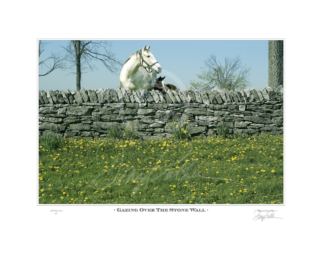Gazing Over The Stone Wall