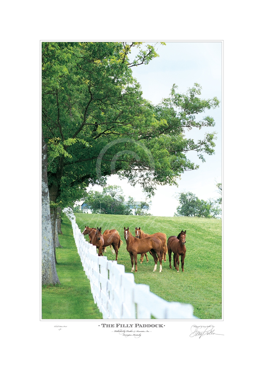 The Filly Paddock