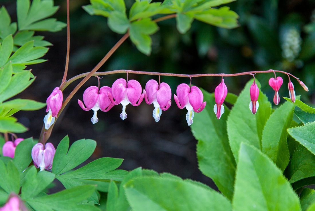 Bleeding Heart Detail, by Doug Prather As the plants' common name suggests, bleeding hearts bear heart-shaped flowers,