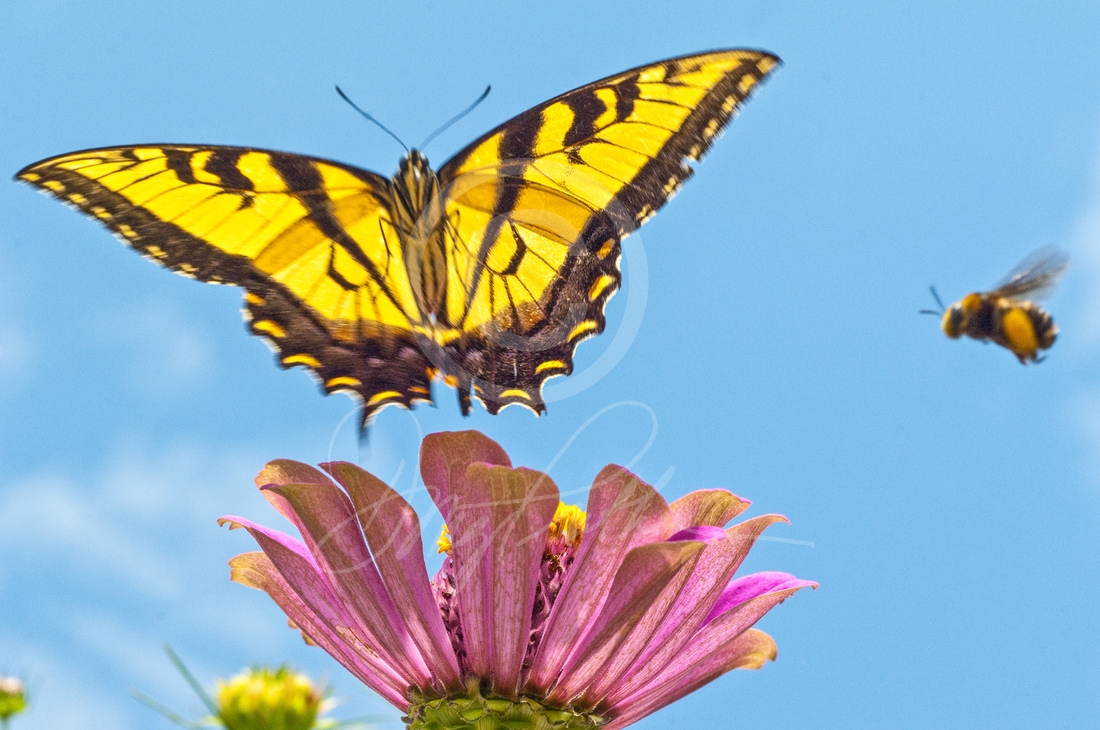 Butterfly 2