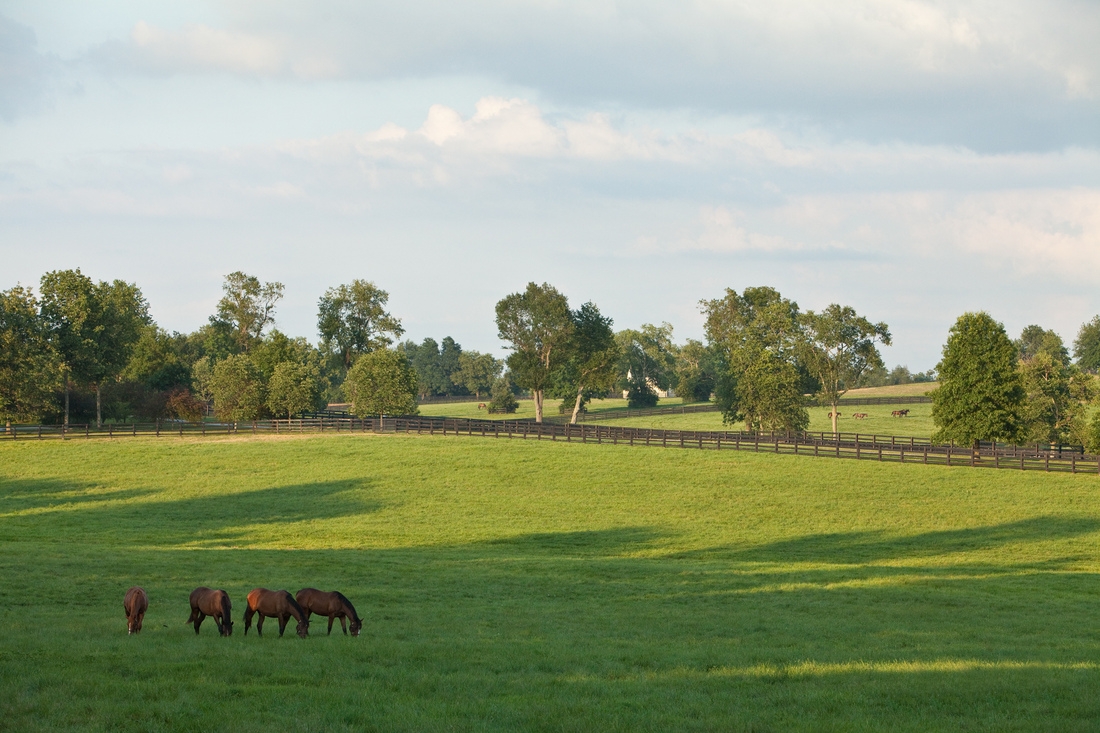 Summer Pasture