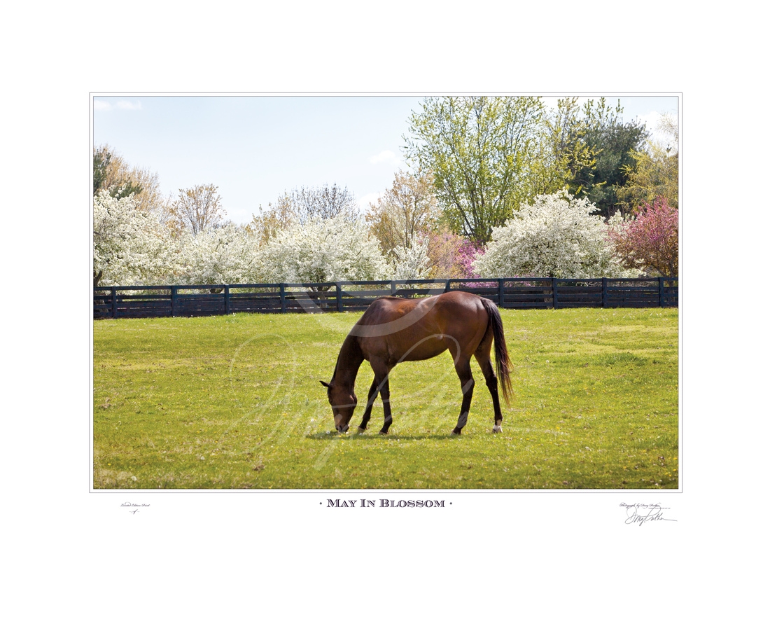 May In Blossom