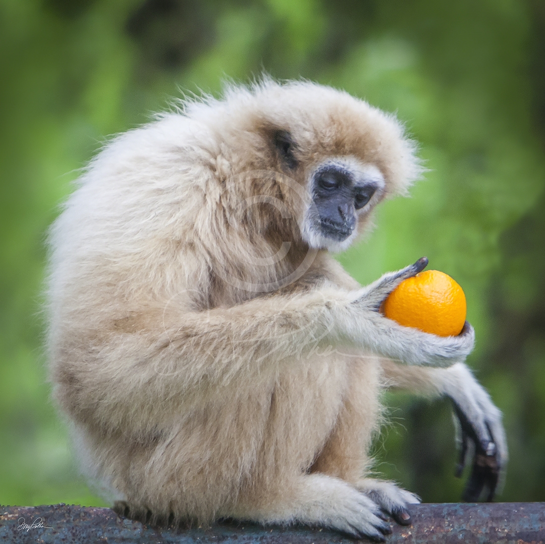 The Thinker