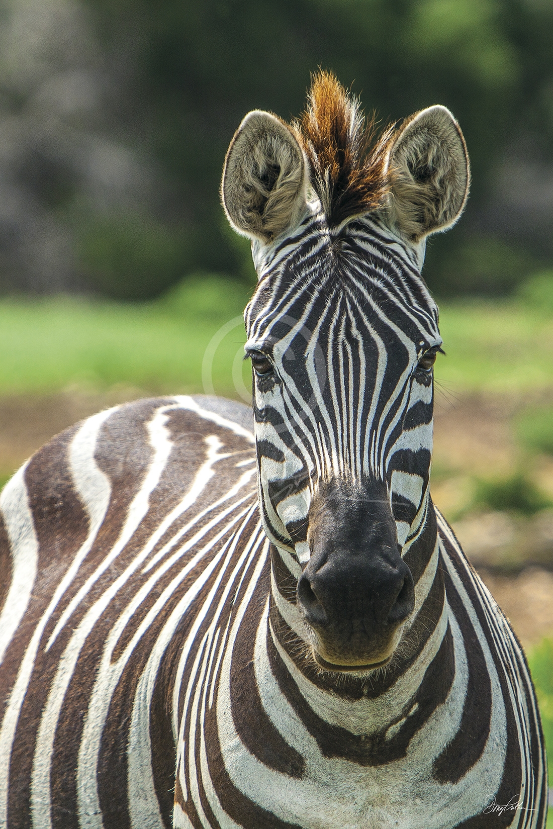Grevy's Zebra - The Imperial Zebra