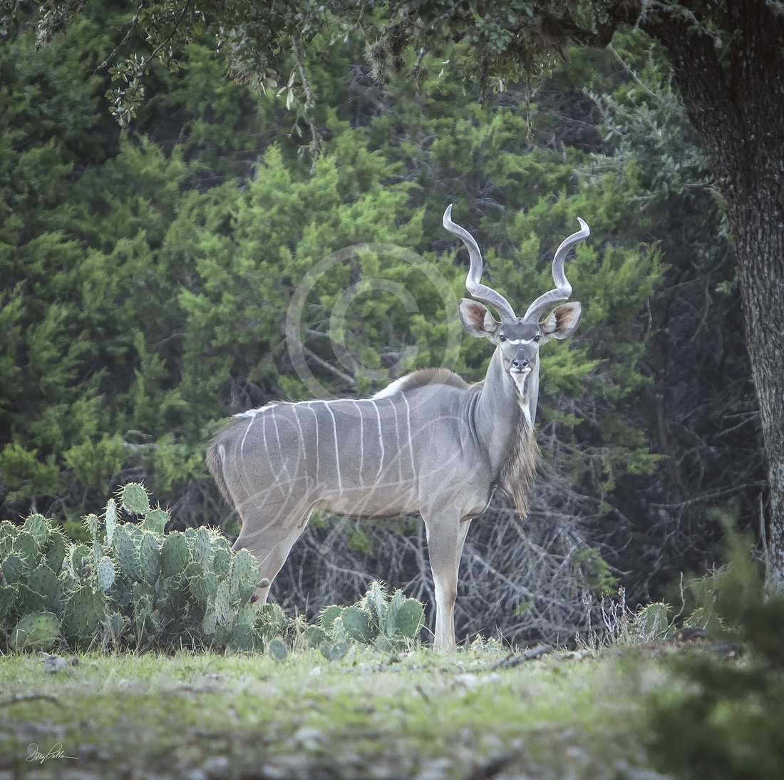 Greater Kudu