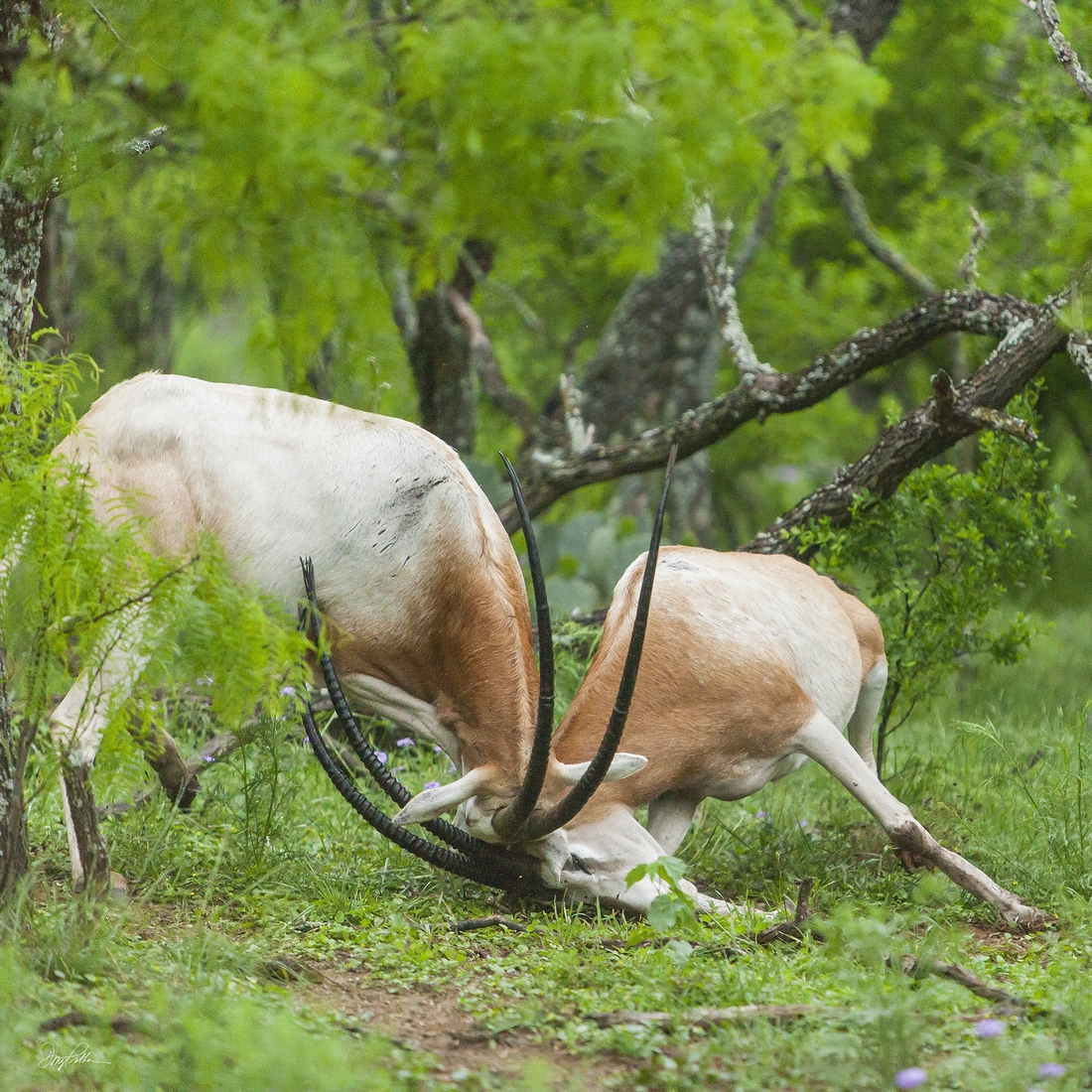 Scimitar-Horned Oryx No. 1