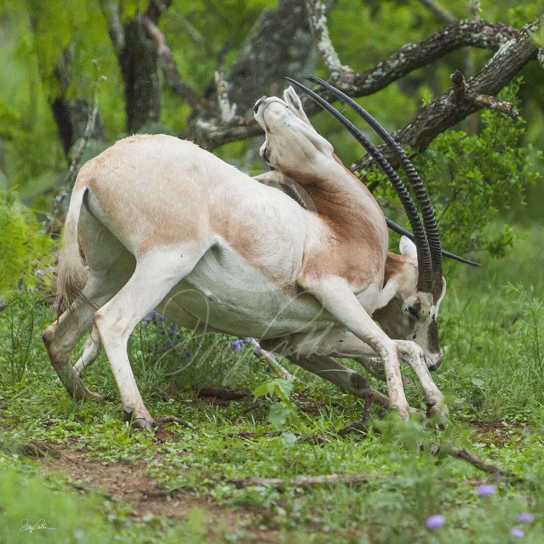Scimitar-Horned Oryx No. 4