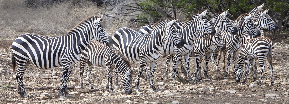 Burchell's Zebras
