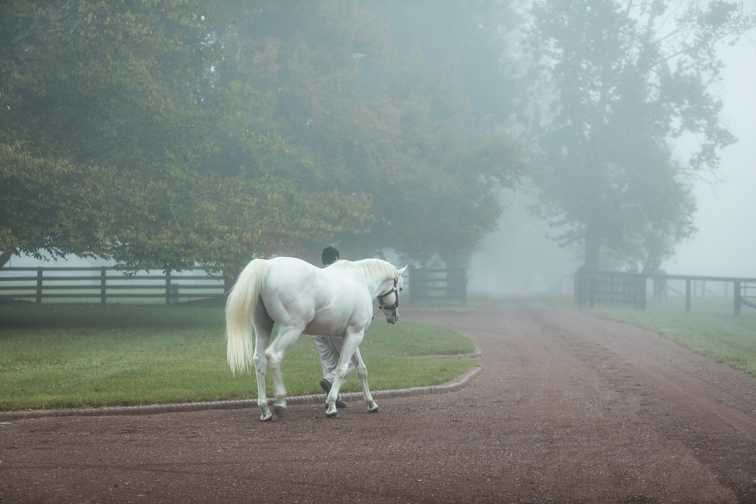 Fall Morning Fog