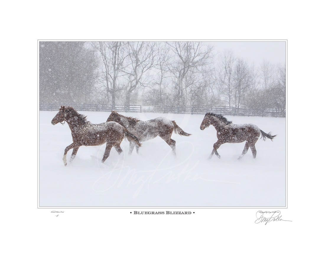 Bluegrass Blizzard Art Print. . Yearling Thoroughbreds race through a blizzard on a Bluegrass horse farm running blindly through deep and falling powdery snow.