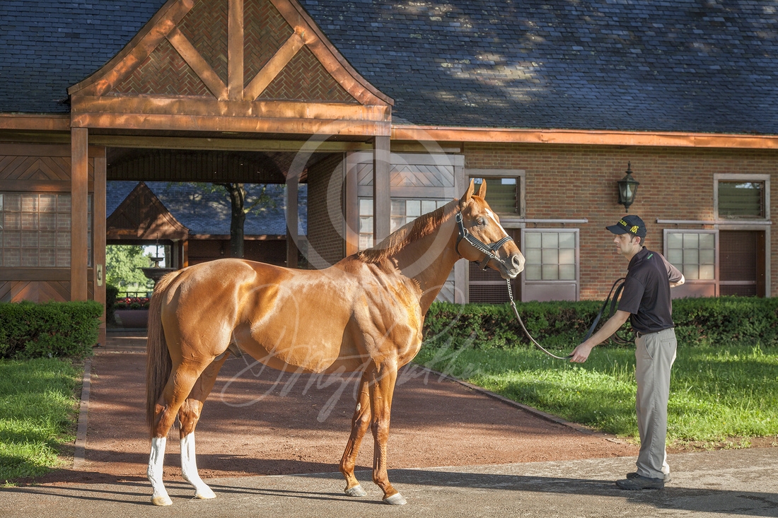 Curlin at Sunrise