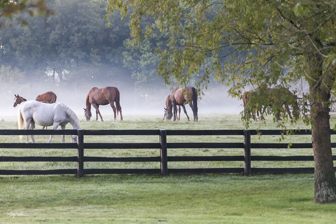 Creek Paddock Fog