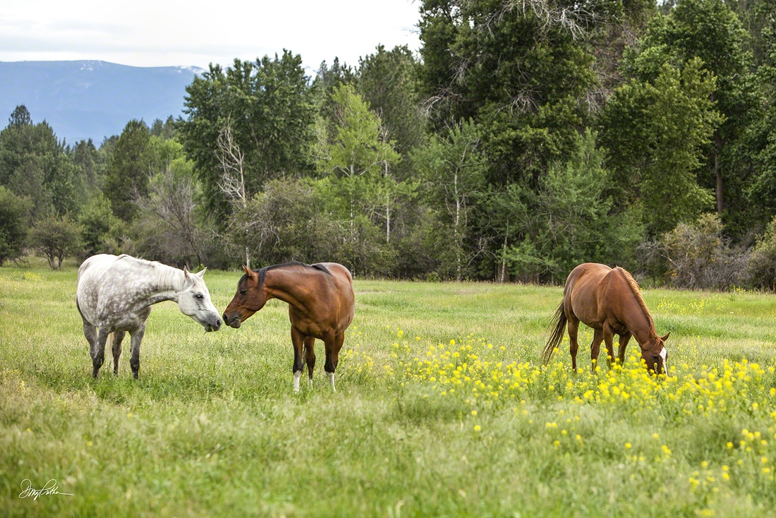 The Pasture Kiss
