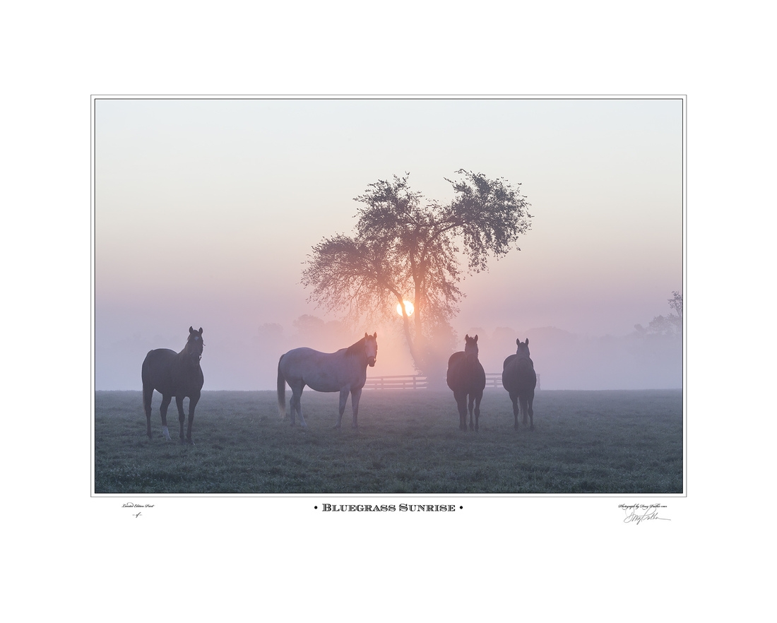 Bluegrass Sunrise, Art Print. Curious mares stare as the sun rises through the fog on a crisp fall morning on WinStar Farm, near Versailles, KY.
