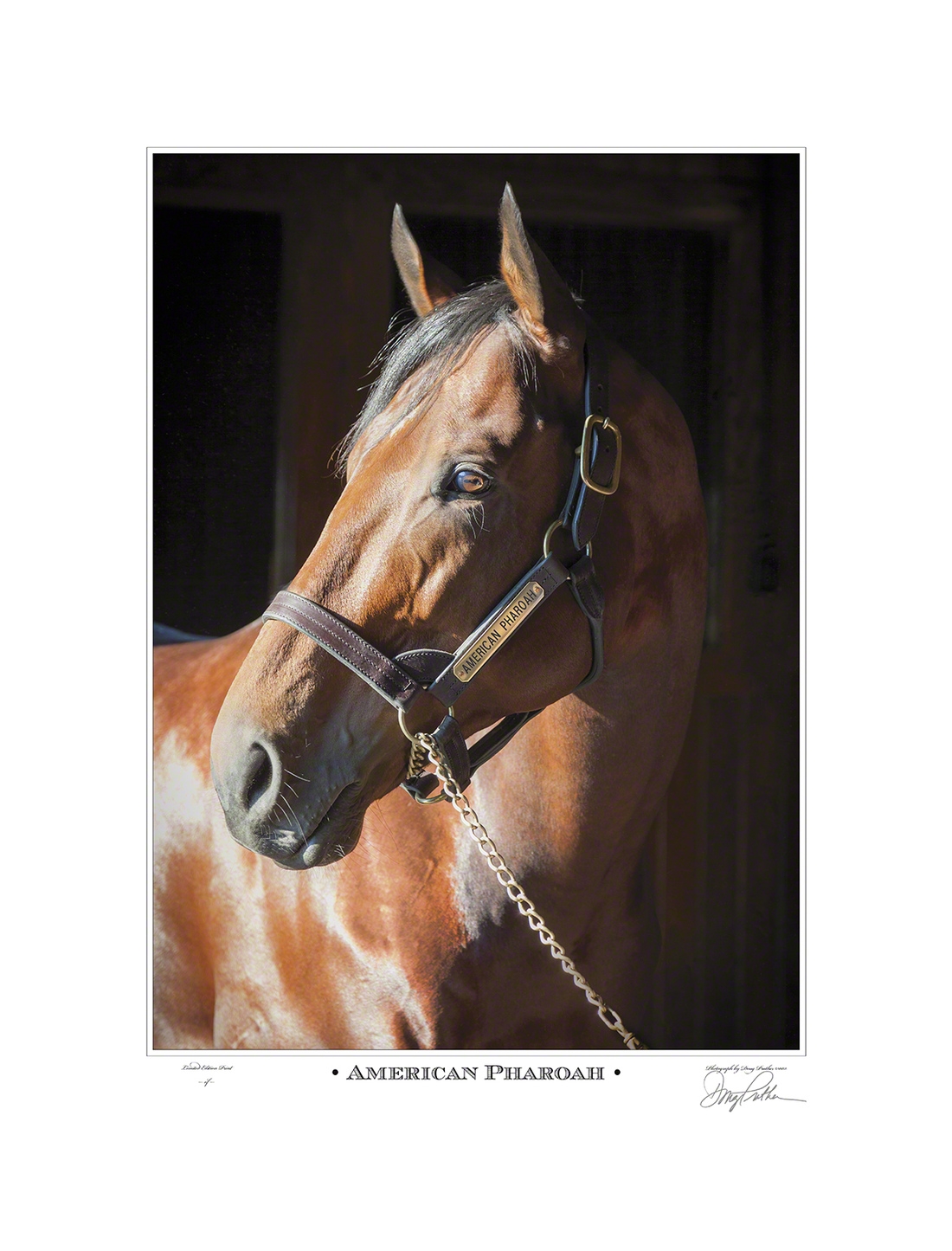 American Pharoah, 2015 Triple Crown Winner portrait photographed his stallion barn on Ashford Stud, Versailles, Kentucky