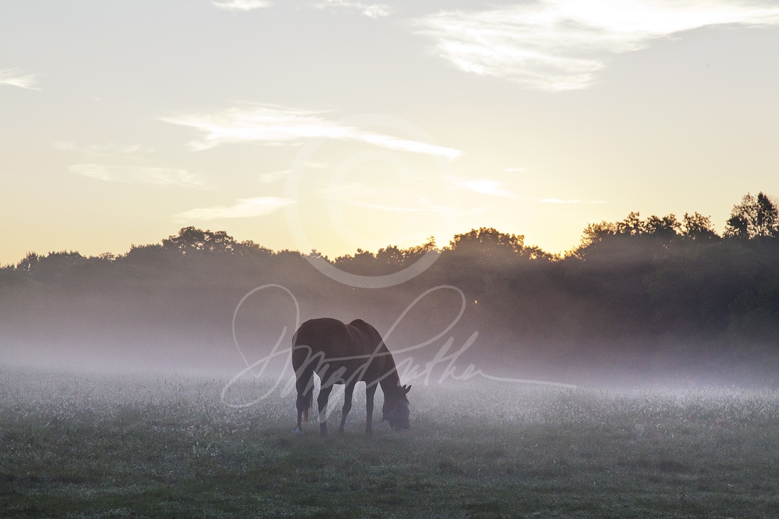 Bluegrass at Daybreak, a fine art horse print. A Thoroughbred is siloutted as a rising sun is about to break over trees and a ground fog hovering on a beautiful summer morning in the Bluegrass. Photograph by Doug Prather