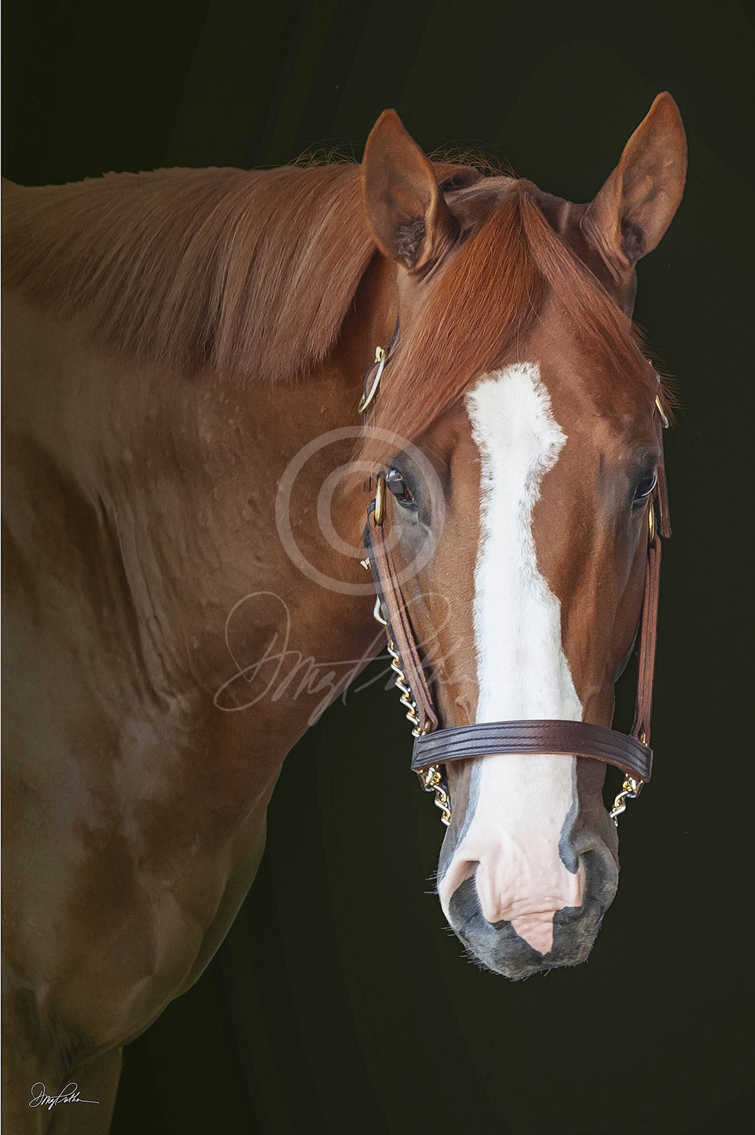 JUSTIFY - Triple Crown Winner