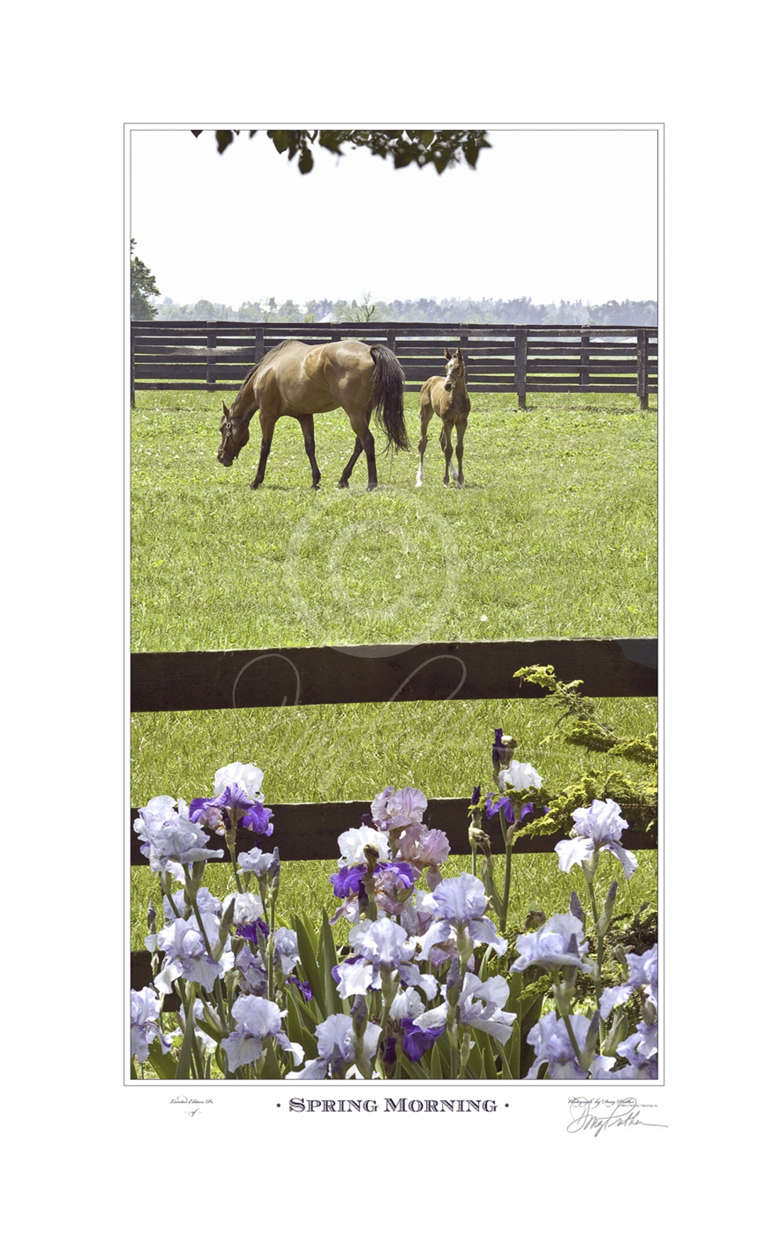 Spring Morning