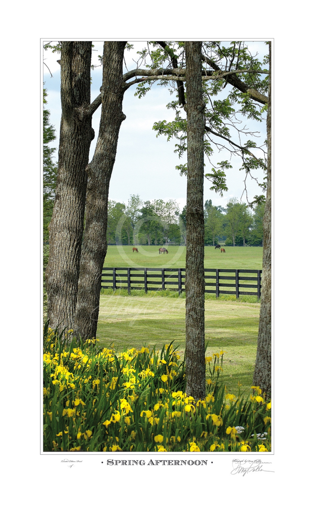 Spring Afternoon