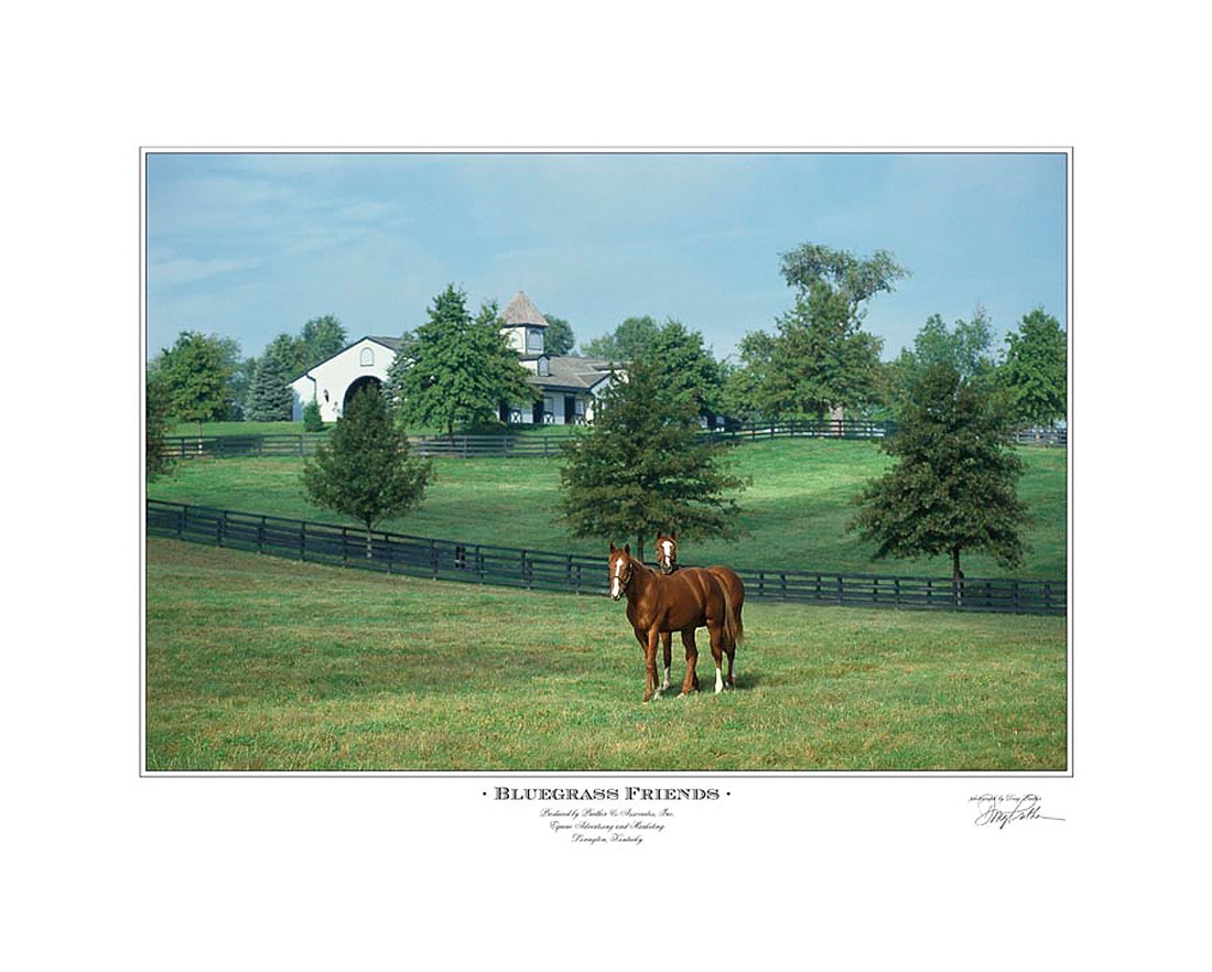 Bluegrass Friends. On a hot, humid Kentucky summer morning, two fillies cozy up to each other in their paddock on Shadwell Farm on Fort Springs Pinckard Road, close to Keeneland Race Course.