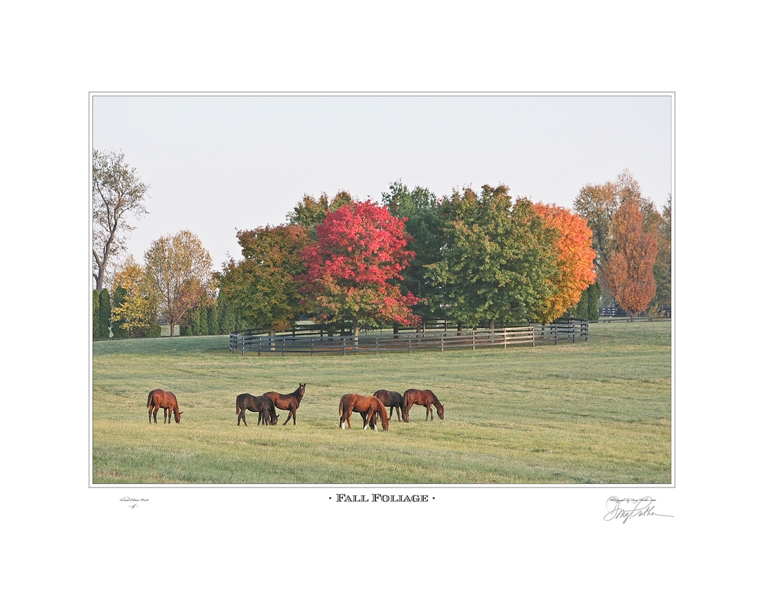 Fall Foliage, a fine art horse print by Doug Prather. Thoroughbred weanlings graze on the golden fall afternoon as long shadows move into their horse paddocks. Photographed near Keeneland Racecourse, Lexington, KY.