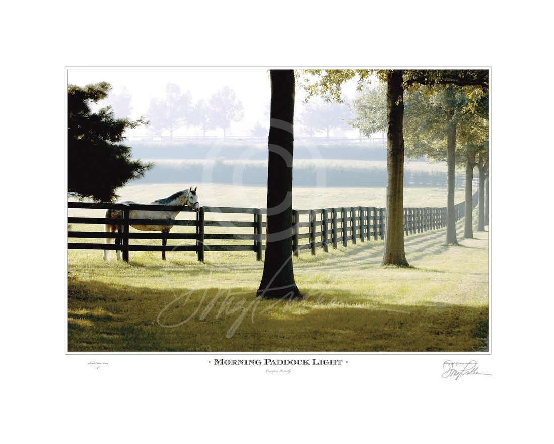 Morning Paddock Light