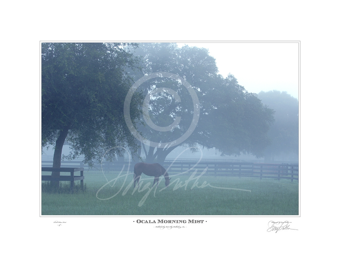 Ocala Morning Mist