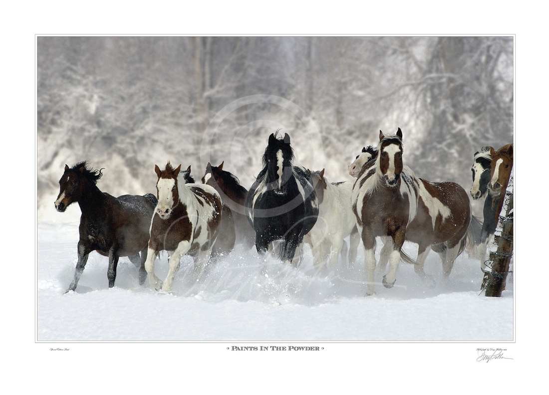 Paints In The Powder, a fine art quarter horse print. Paint quarter horses charge through knee-deep fresh fallen snow. Photographed by Doug Prather on the White River Ranch, near Meeker Colorado.