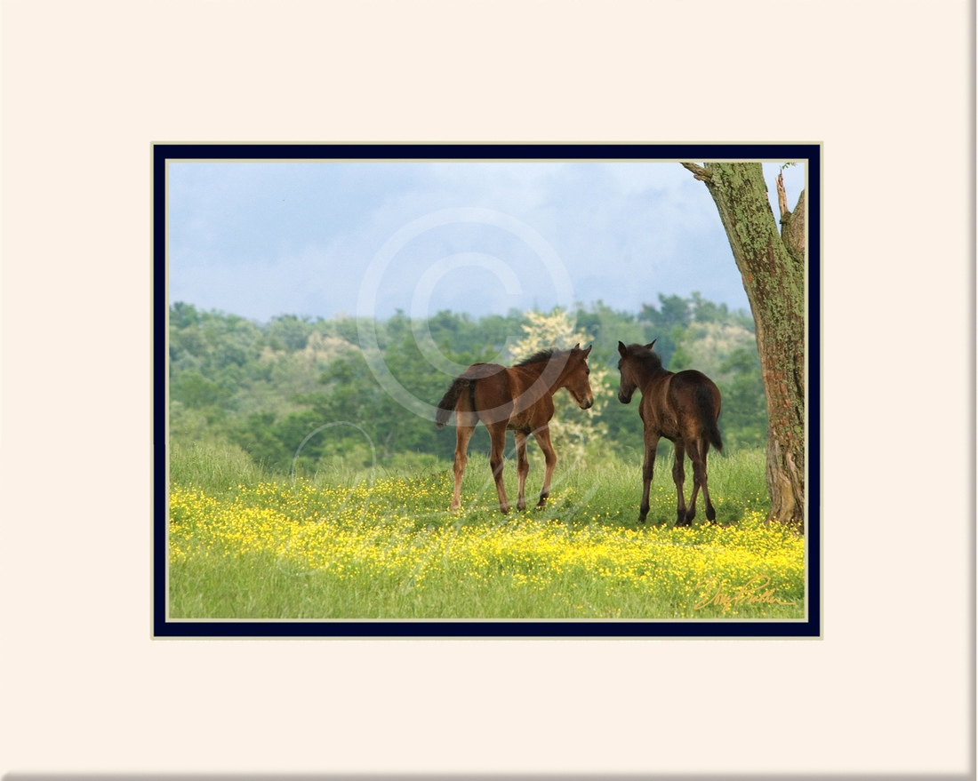 Fillies Of The Flowers