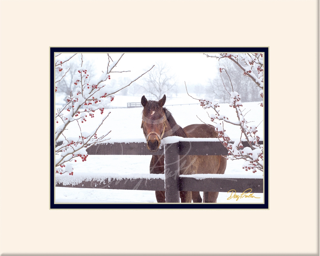 Looking Through The Berries & Snow