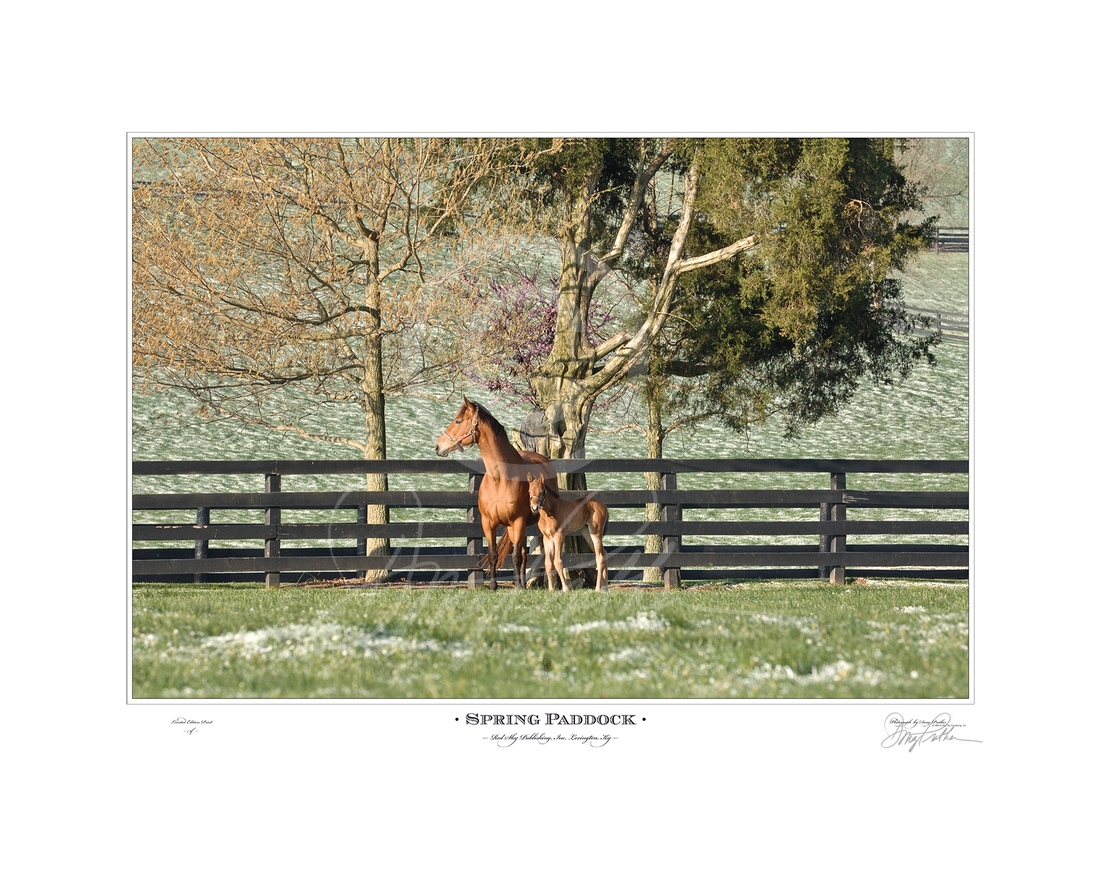 Spring Paddock