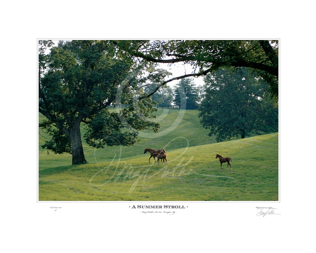 A Summer Stroll, horse art print by Doug Prather. A Thoroughbred mare and two foals stroll on a late summer afternoon in a rolling lush Bluegrass paddock framed by majestic ash trees.