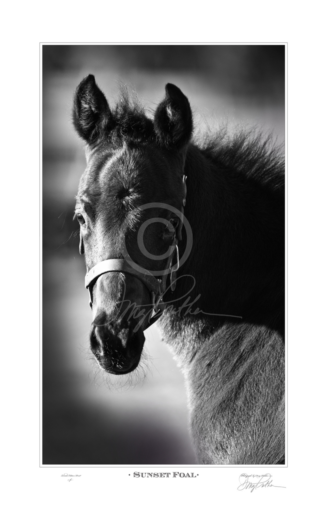Sunset Foal