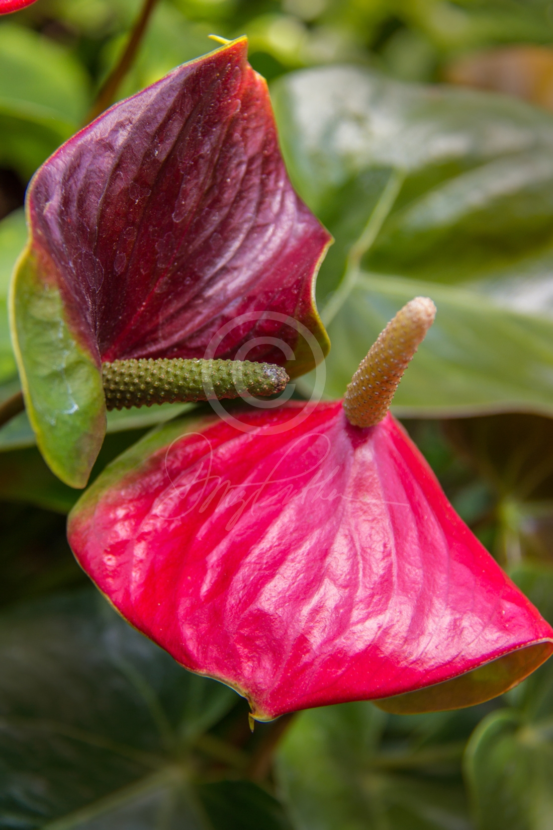 Anthurium Flower detail of the exotic tropical flower.